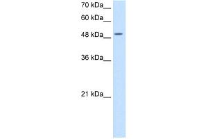 WB Suggested Anti-EIF2S3 Antibody Titration:  5. (EIF2S3 anticorps  (N-Term))