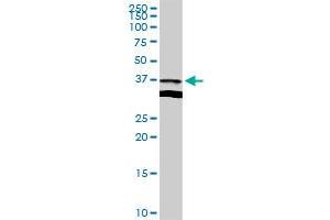 APOL2 MaxPab rabbit polyclonal antibody. (Apolipoprotein L 2 anticorps  (AA 1-337))