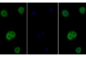 Detection of IL4R in Human Hela cell using Polyclonal Antibody to Interleukin 4 Receptor (IL4R) (IL4 Receptor anticorps  (AA 26-232))