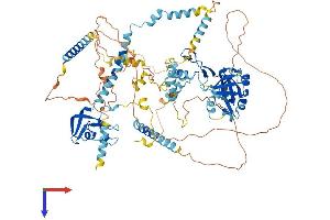 AlphaFold protein structure predicition of Human Recombinant MCM10 Protein, UniprotID Q7L590