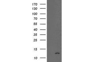 Western Blotting (WB) image for anti-NADH Dehydrogenase (Ubiquinone) 1 alpha Subcomplex, 7, 14.5kDa (NDUFA7) antibody (ABIN1499659) (NDUFA7 anticorps)