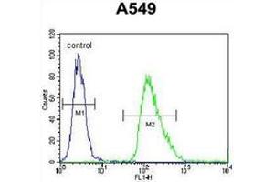 Flow cytometric analysis of A549 cells using IER3 / IEX1 Antibody (N-term) Cat. (IER3 anticorps  (N-Term))