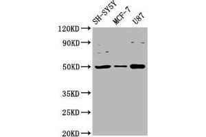 Western Blot Positive WB detected in: SH-SY5Y whole cell lysate, MCF-7 whole cell lysate, U87 whole cell lysate All lanes: IGHM antibody at 3. (IGHM anticorps  (AA 45-178))