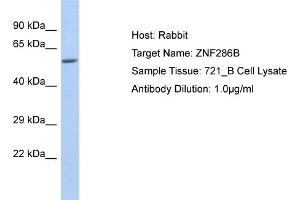 Host: Rabbit Target Name: ZNF286B Sample Type: 721_B Whole cell lysates Antibody Dilution: 1. (ZNF286B anticorps  (N-Term))
