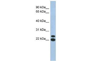 C19ORF54 antibody used at 1 ug/ml to detect target protein. (C19orf54 anticorps  (N-Term))