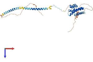 AlphaFold protein structure predicition of Human Recombinant CDC37L1 Protein, UniprotID Q7L3B6