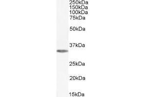 ABIN238564 (0. (ADORA1 anticorps  (C-Term))