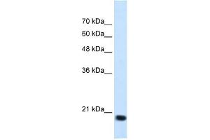 SSR2 antibody used at 1.