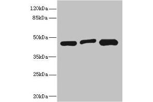 Western blot All lanes: ITPK1 antibody at 3. (ITPK1 anticorps  (AA 185-414))