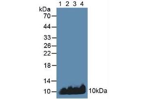 Figure. (APOC1 anticorps  (AA 31-83))