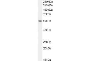 ABIN570968 (1µg/ml) staining of Human Colon lysate (35µg protein in RIPA buffer). (TEAD2 anticorps  (Internal Region))