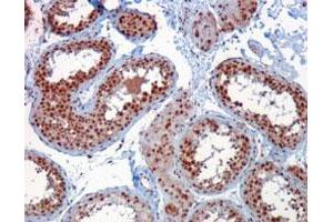 RACGAP1 polyclonal antibody  staining (1 ug/mL) of paraffin embedded human testis.