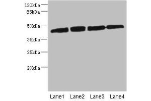 Western blot All lanes: PRKAR1B antibody at 2.
