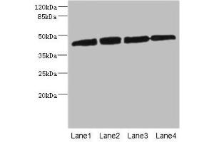 Western blot All lanes: PRKAR1B antibody at 2. (PRKAR1B anticorps  (Regulatory Subunit))
