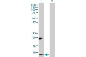 Western Blot analysis of RETN expression in transfected 293T cell line by RETN MaxPab polyclonal antibody. (Resistin anticorps  (AA 1-108))