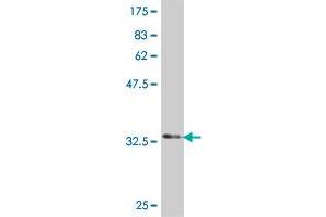 Western Blot detection against Immunogen (34.