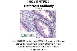 Image no. 2 for anti-Ectonucleoside Triphosphate diphosphohydrolase 2 (ENTPD2) (Internal Region) antibody (ABIN1734057) (ENTPD2 anticorps  (Internal Region))