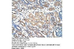 Rabbit Anti-WDR4 Antibody  Paraffin Embedded Tissue: Human Kidney Cellular Data: Epithelial cells of renal tubule Antibody Concentration: 4.