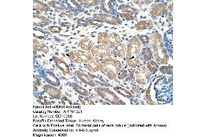 Rabbit Anti-WDR4 Antibody  Paraffin Embedded Tissue: Human Kidney Cellular Data: Epithelial cells of renal tubule Antibody Concentration: 4. (WDR4 anticorps  (C-Term))