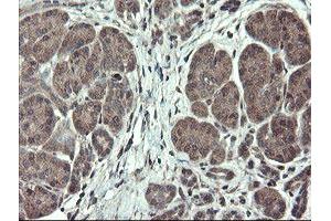 Image no. 7 for anti-TSC22 Domain Family, Member 1 (TSC22D1) antibody (ABIN1501535) (TSC22D1 anticorps)