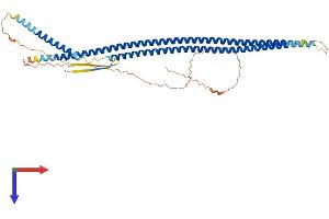 AlphaFold protein structure predicition of Human Recombinant KRT14 Protein, UniprotID P02533
