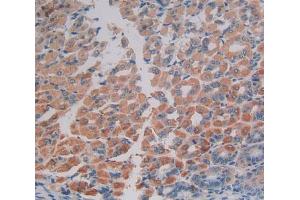 Used in DAB staining on fromalin fixed paraffin- embedded stomach tissue (EIF2AK2 anticorps  (AA 205-495))
