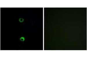 Immunofluorescence (IF) image for anti-Olfactory Receptor, Family 3, Subfamily A, Member 2 (OR3A2) (AA 241-290) antibody (ABIN2890995) (OR3A2 anticorps  (AA 241-290))