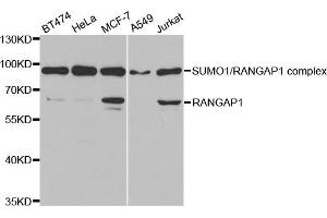 Western blot analysis of extracts of various cell lines, using RANGAP1 antibody (ABIN5973116) at 1/1000 dilution. (RANGAP1 anticorps)