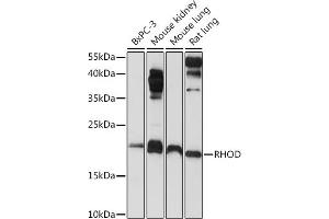 Western blot analysis of extracts of various cell lines, using RHOD Rabbit pAb (ABIN6131344, ABIN6146938, ABIN6146939 and ABIN6222119) at 1:1000 dilution.