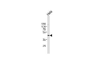 PK1 Antibody (C-term) (ABIN1882175 and ABIN2841383) western blot analysis in Hela cell line lysates (35 μg/lane). (ERK2 anticorps  (C-Term))