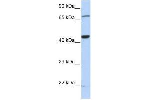 TUFM antibody used at 1 ug/ml to detect target protein. (TUFM anticorps  (Middle Region))