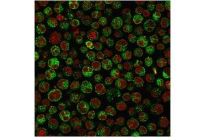 Immunofluorescence Analysis of Raji cells labeling CD79a with CD79a Rabbit Recombinant Monoclonal Antibody (IGA/1790R) The nuclear counterstain is Reddot (Red)