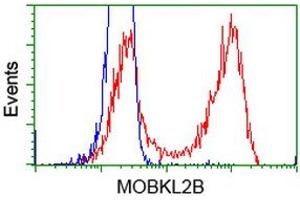 HEK293T cells transfected with either RC205977 overexpress plasmid (Red) or empty vector control plasmid (Blue) were immunostained by anti-MOBKL2B antibody (ABIN2453314), and then analyzed by flow cytometry. (MOBKL2B anticorps)