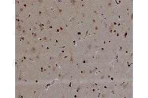 ABIN6266498 at 1/200 staining human brain tissue sections by IHC-P. (NOL3 anticorps  (C-Term))