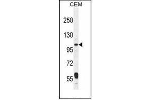 Western blot analysis of LARS2 Antibody (Center) in CEM cell line lysates (35ug/lane).