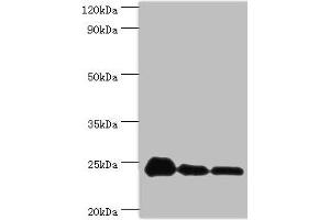 Western blot All lanes: PPIB antibody at 9 μg/mL Lane 1: NIH/3T3 whole cell lysate Lane 2: Hela whole cell lysate Lane 3: HepG2 whole cell lysate Secondary Goat polyclonal to rabbit IgG at 1/10000 dilution Predicted band size: 24 kDa Observed band size: 24 kDa (PPIB anticorps  (AA 34-216))
