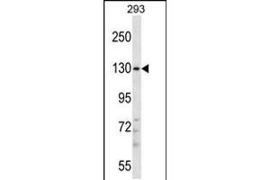 Western blot analysis in 293 cell line lysates (35ug/lane). (PITPNM2 anticorps  (AA 639-668))