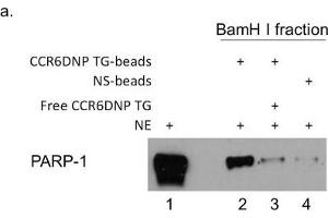 The association of PARP-1 with CCR6DNP is sequence dependent and allele specific.