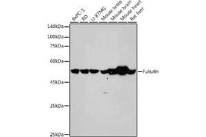 Western blot analysis of extracts of various cell lines, using Fukutin antibody (ABIN7267275) at 1:1000 dilution. (Fukutin anticorps)