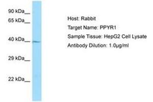 Image no. 1 for anti-Neuropeptide Y Receptor Y4 (NPY4R) (N-Term) antibody (ABIN6750035) (NPY4R anticorps  (N-Term))