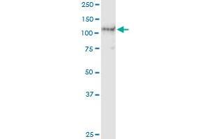 Immunoprecipitation of AXL transfected lysate using anti-AXL MaxPab rabbit polyclonal antibody and Protein A Magnetic Bead , and immunoblotted with AXL purified MaxPab mouse polyclonal antibody (B01P) .