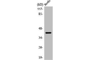 Western Blot analysis of HuvEC cells using PRDM12 Polyclonal Antibody (PRDM12 anticorps  (Internal Region))