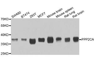 Western blot analysis of extracts of various cell lines, using PPP2CA antibody (ABIN5974047) at 1/1000 dilution. (PPP2CA anticorps)