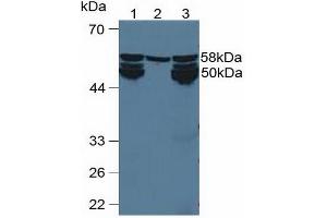 Figure. (CYP1A2 anticorps  (AA 192-444))