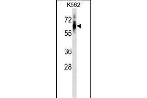 Western blot analysis in K562 cell line lysates (35ug/lane). (CDK8 anticorps  (AA 245-272))