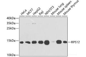 Western blot analysis of extracts of various cell lines using RPS12 Polyclonal Antibody at dilution of 1:1000. (RPS12 anticorps)