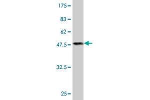 Western Blot detection against Immunogen (47. (Peroxiredoxin 2 anticorps  (AA 1-198))