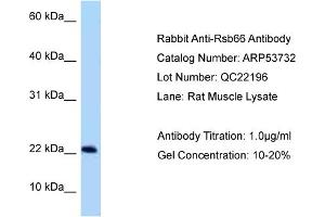 Western Blotting (WB) image for anti-Rsb-66 Protein (RSB66) (N-Term) antibody (ABIN2785546) (RSB66 anticorps  (N-Term))