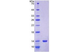 SDS-PAGE analysis of Cow S100A12 Protein. (S100A12 Protéine)