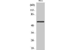 Western Blot analysis of various cells using Smad1/5/9 Polyclonal Antibody diluted at 1:500.